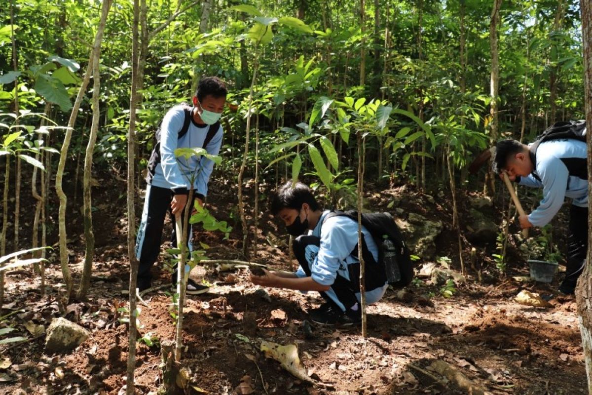 BCA tanam 1.000 bibit pohon di Gunung Kidul