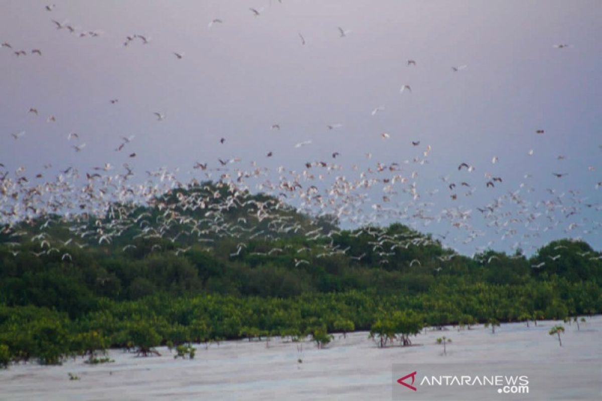 Kawasan ekowisata habitat burung Blekok, Kabupaten Situbondo terima 15.000 bibit mangrove