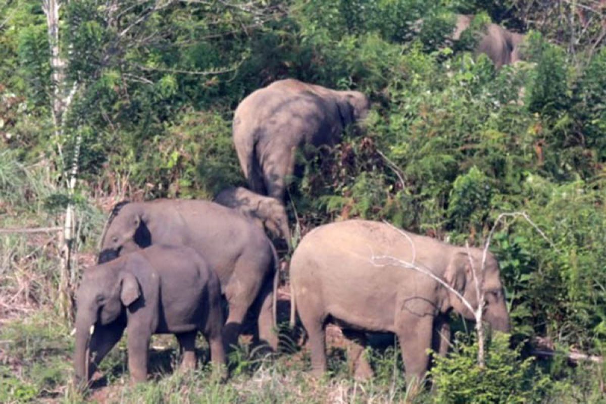 Kawanan gajah liar rusak rumah dan kebun warga