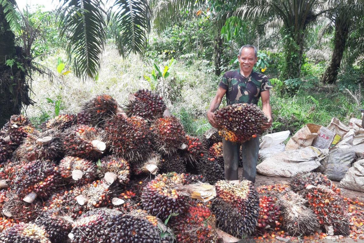 Pemerintah diharapkan segera berikan solusi pulihkan harga sawit