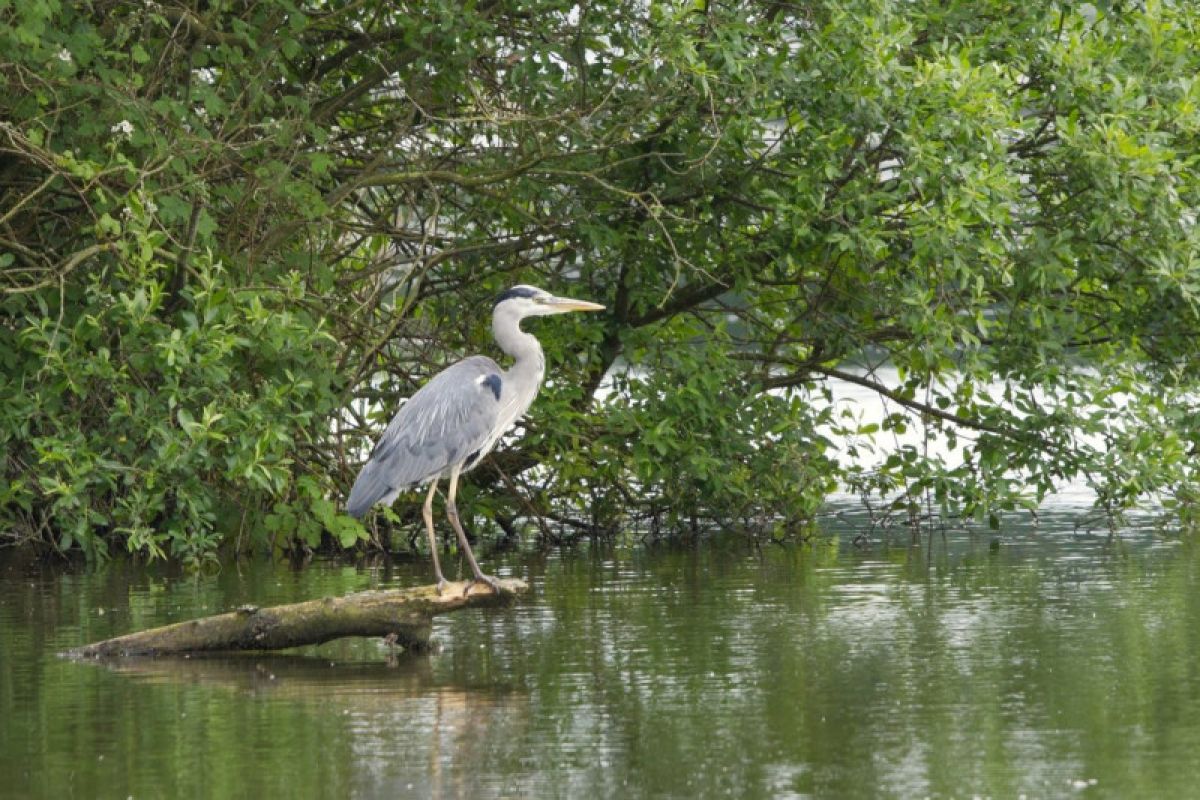 Kawasan ekowisata habitat burung Blekok terima 15.000 bibit mangrove