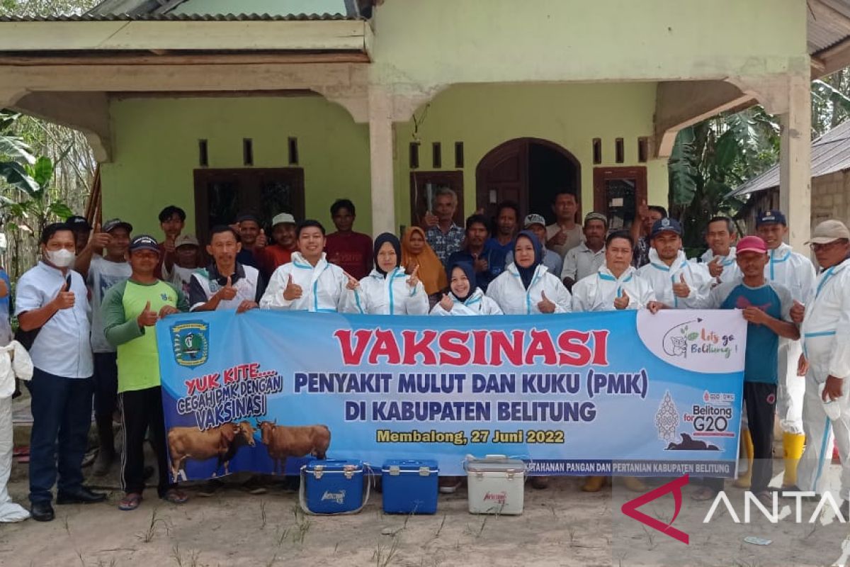 100 ekor sapi di Belitung jalani vaksinasi PMK