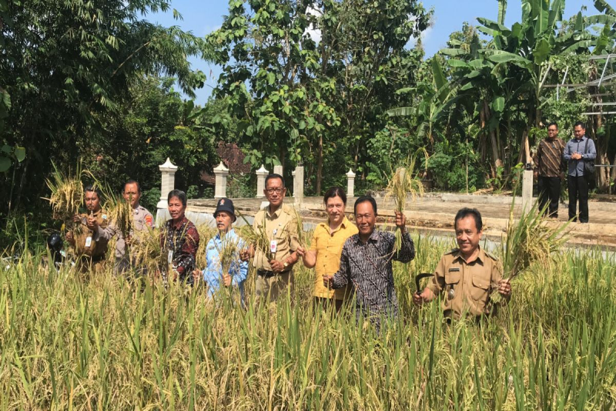 Gunung Kidul membangun lumbung pangan masyarakat untuk cadangan pangan