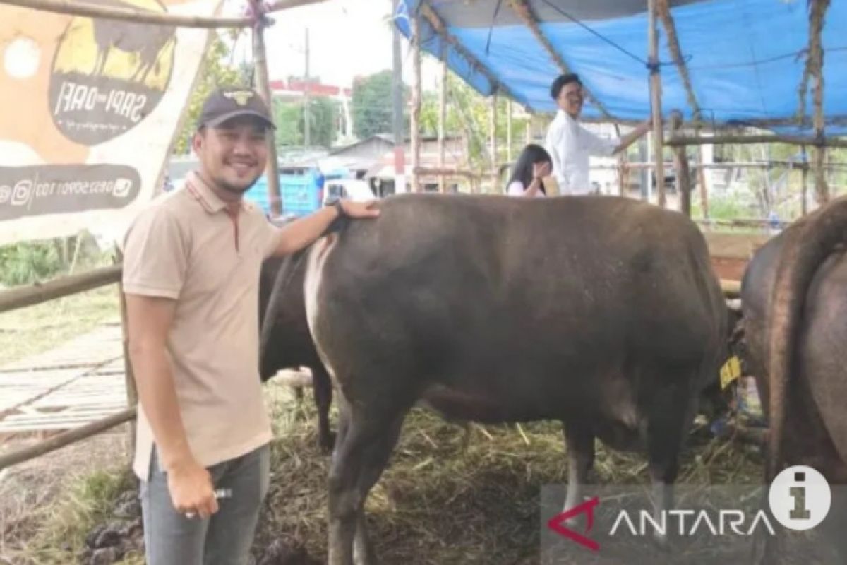 Wabah PMK bawa keuntungan bagi pedagang sapi kurban lokal