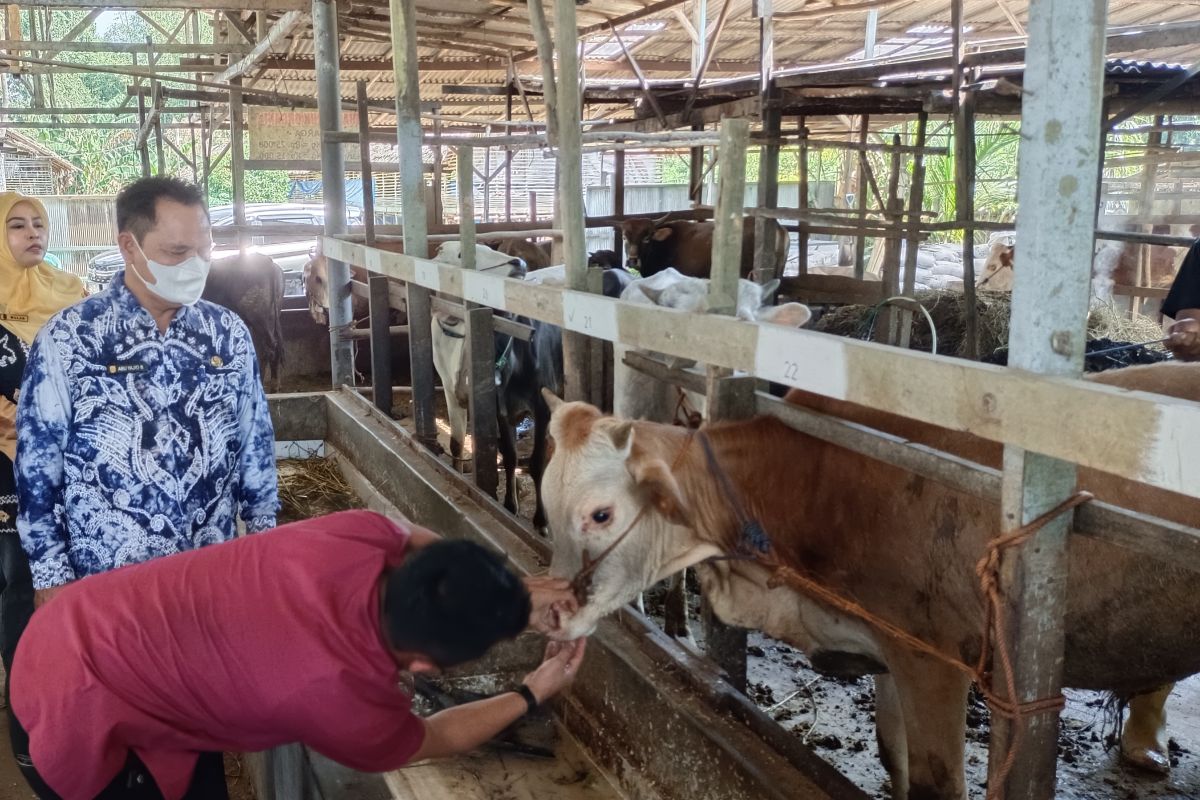 Ratusan sapi dan kambing di Banjarbaru divaksin cegah PMK