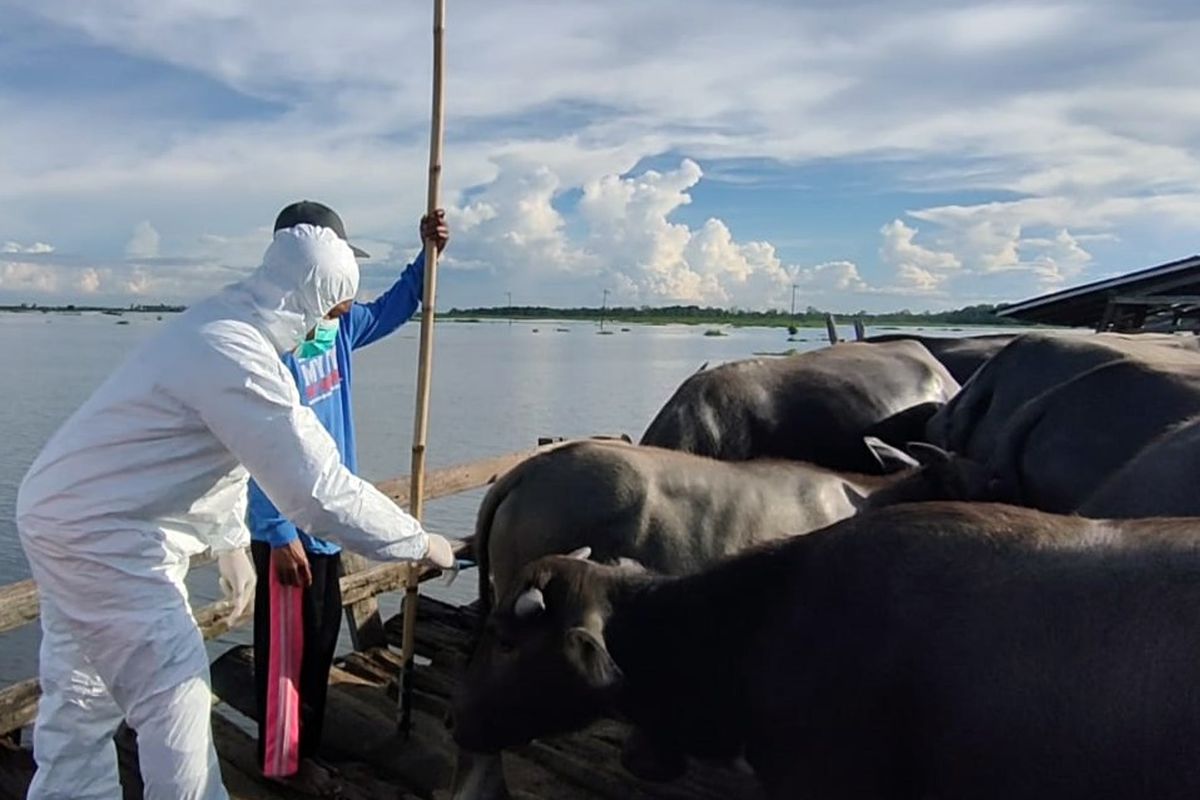 Realisasi vaksinasi PMK KalSel dosis pertama capai 112,31 persen