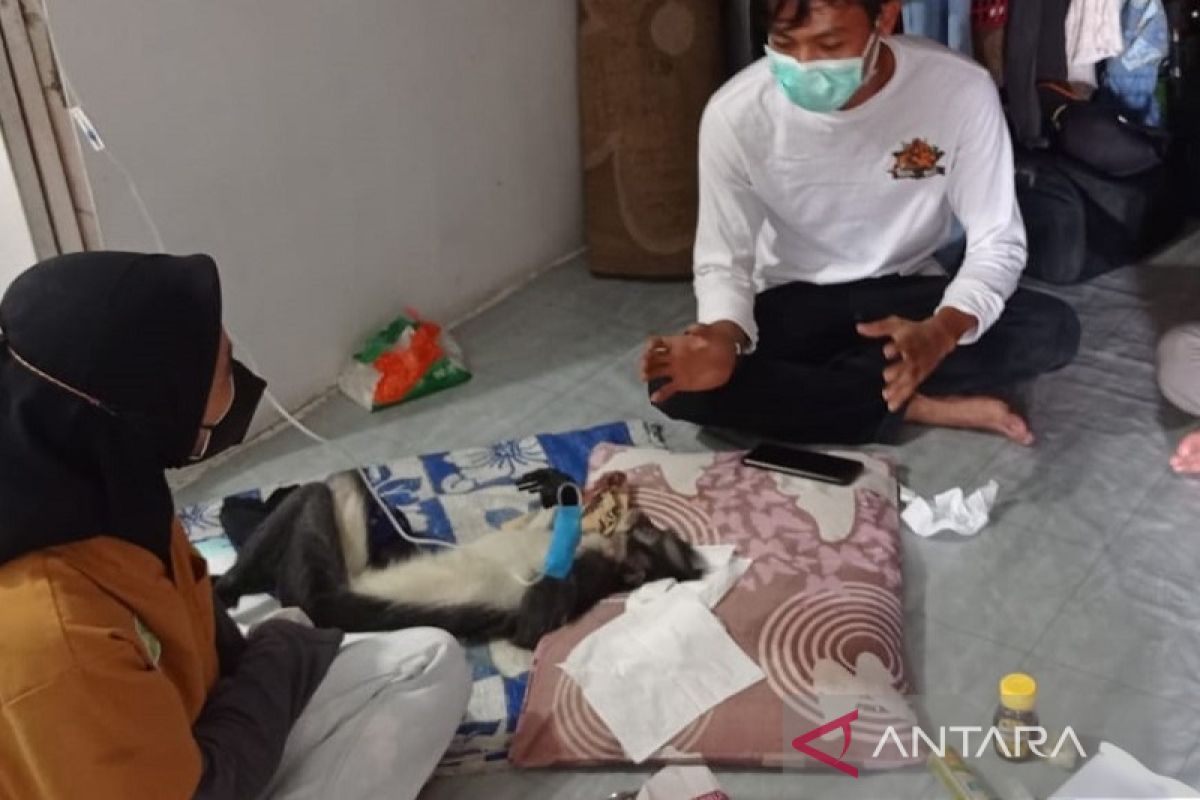 BKSDA Aceh evakuasi monyet kedih Sumatera