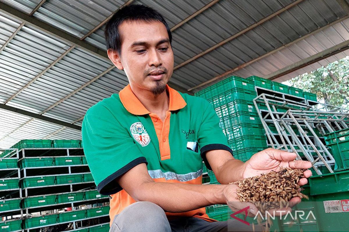 Larva ajaib pengurai sampah organik