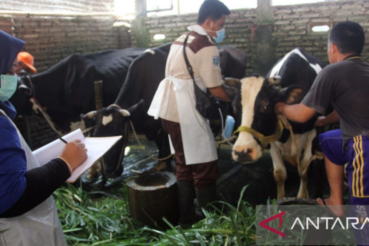 Ribuan sapi di Probolinggo divaksin PMK menjelang Idul Adha