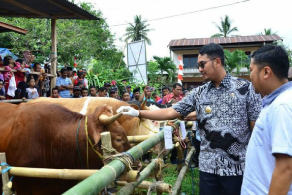 DPKH Sinjai tunggu vaksin PMK produksi lokal