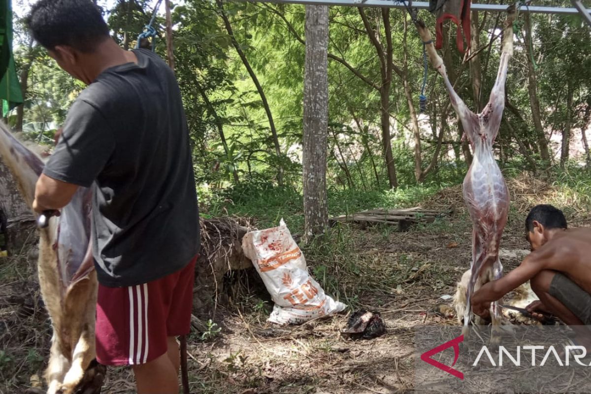 Akibat pengiriman yang jauh membuat kambing untuk kurban di Batam banyak mati