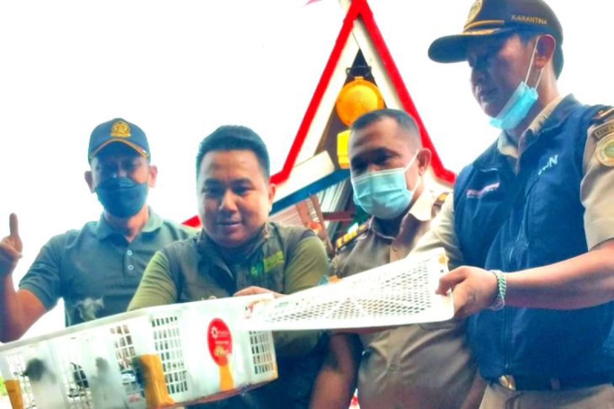 BKSDA dan Balai Karantina melepasliarkan ratusan burung sitaan