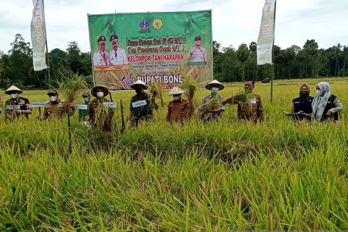 Pemkab Bone terapkan program IP 400 tingkatkan produksi pangan