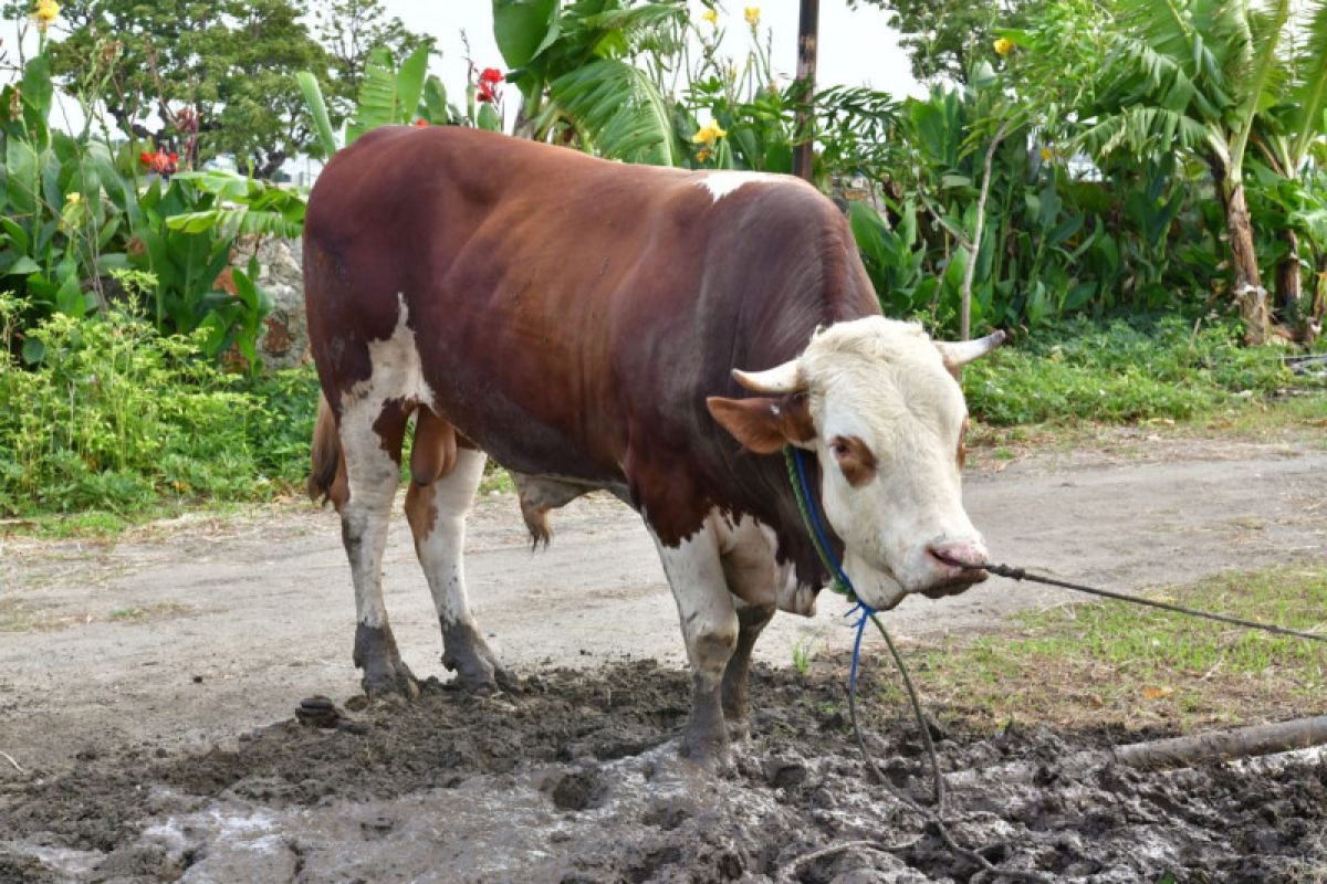 Sapi kurban milik Presiden Jokowi di Selayar Sulsel berbobot 1.006 kg