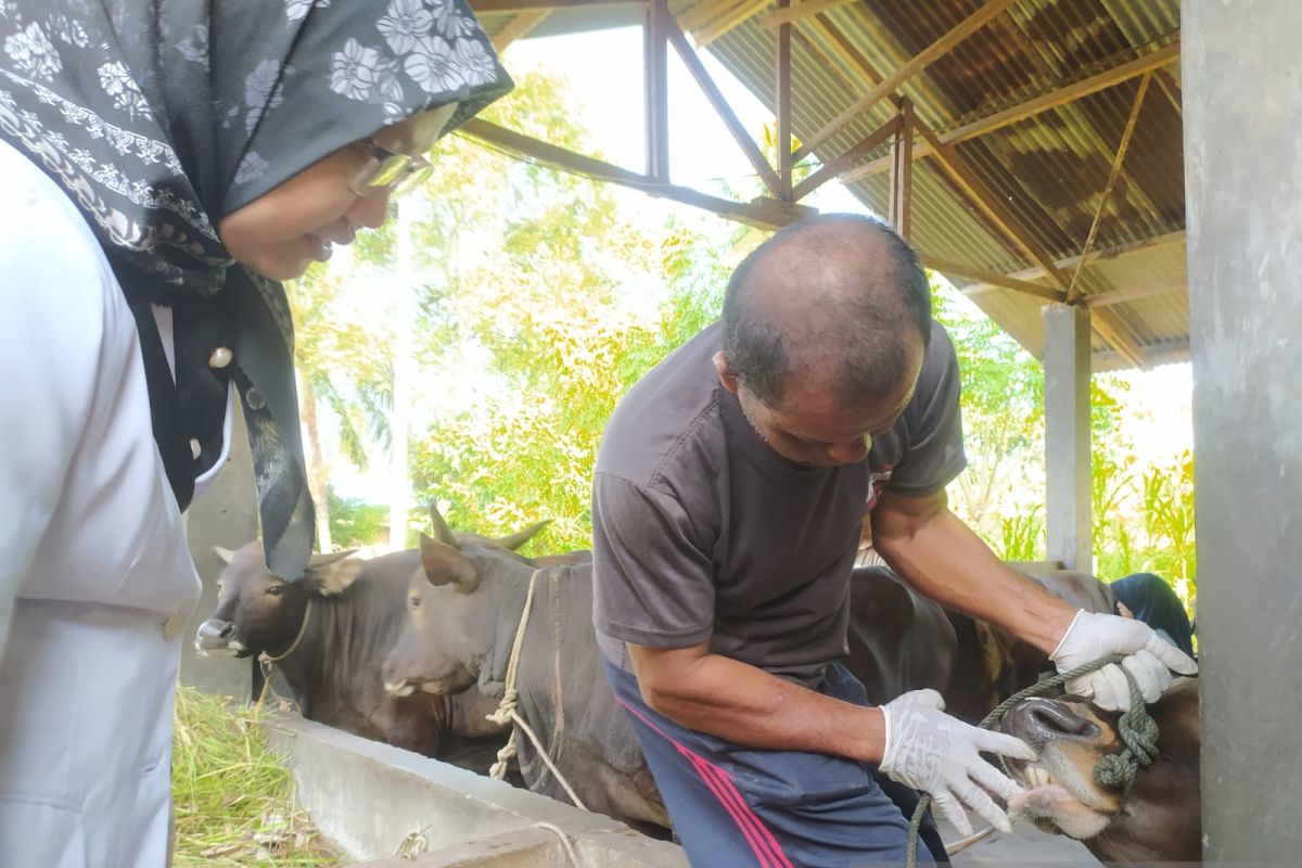 Dinas Peternakan pastikan kesehatan hewan kurban di Kota Bengkulu aman