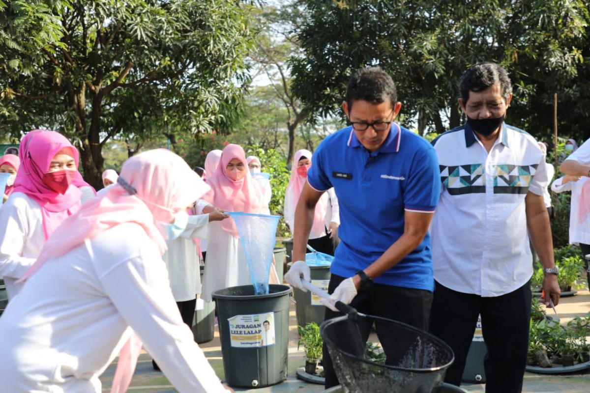 Sandiaga Uno bersama warga panen ratusan kilogram lele di Pesanggrahan