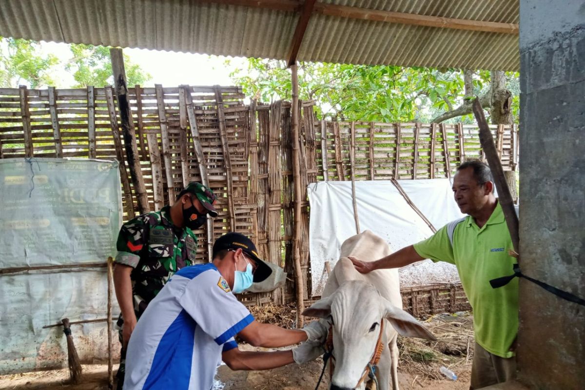 Pemkab Gresik mulai vaksinasi hewan ternak untuk cegah PMK