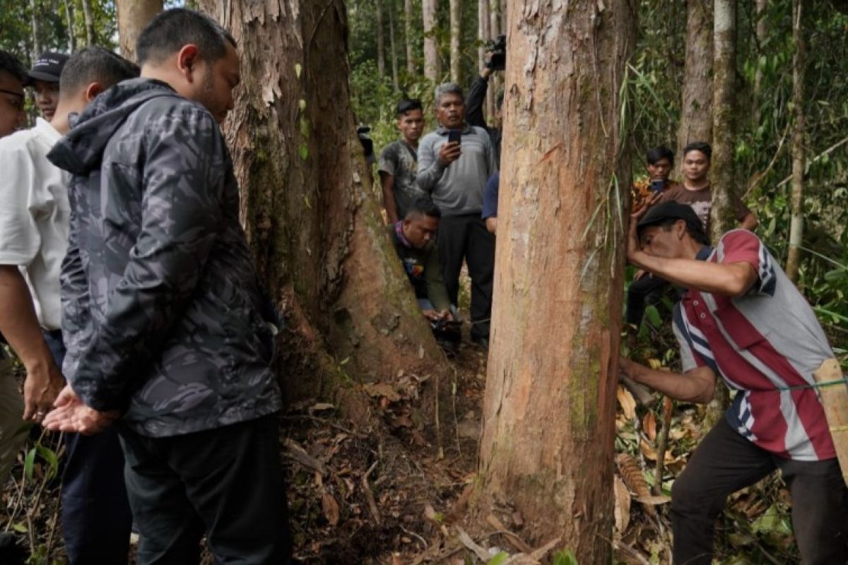 Pemkab Pakpak Bharat  jaga kelestarikan hutan kapur di Pagindar