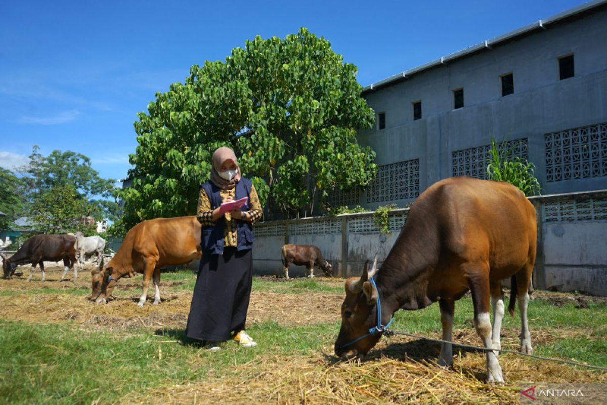 Gorontalo masih zona hijau PMK sapi