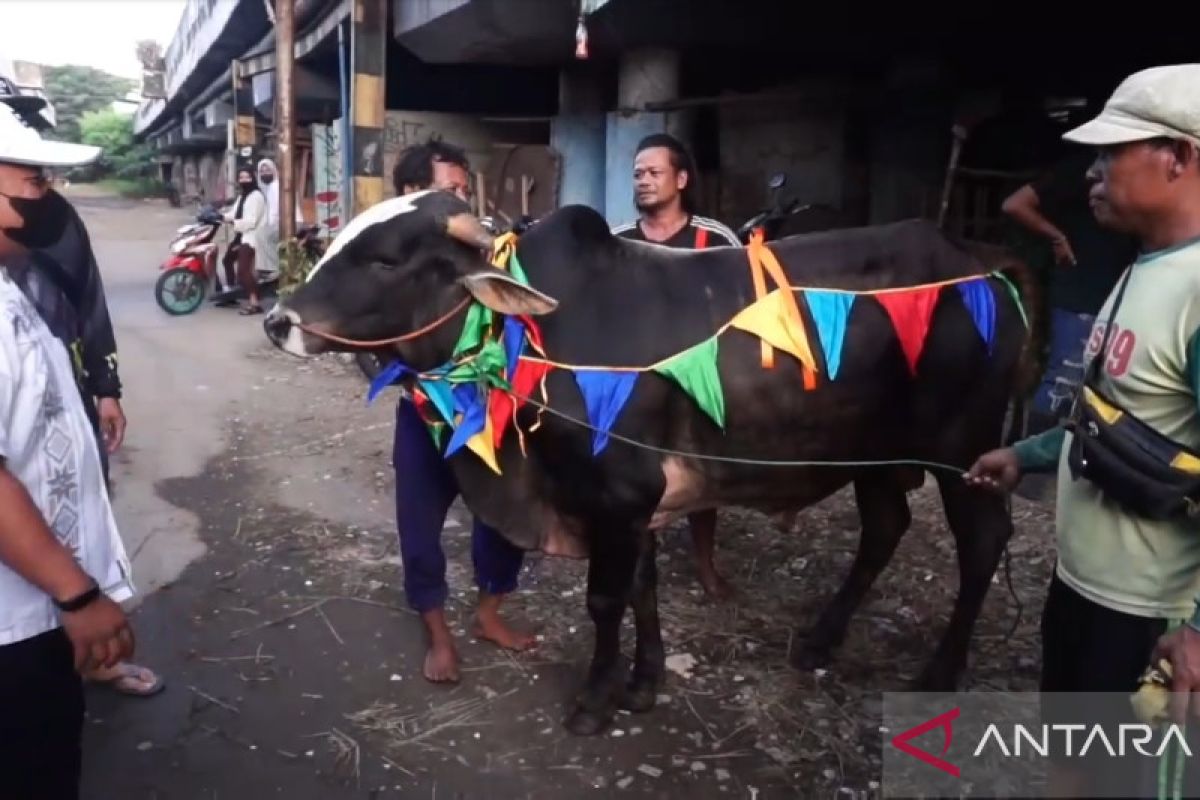 Hewan kurban Tanjung Priok sediakan sapi sehat berhias pita