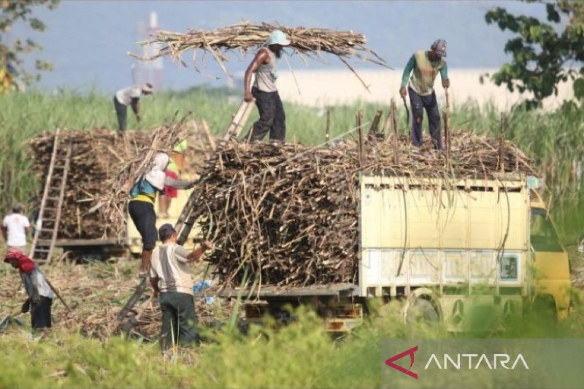 PG Rejo Agung Baru serap 712 tenaga kerja lokal pada musim giling 2022