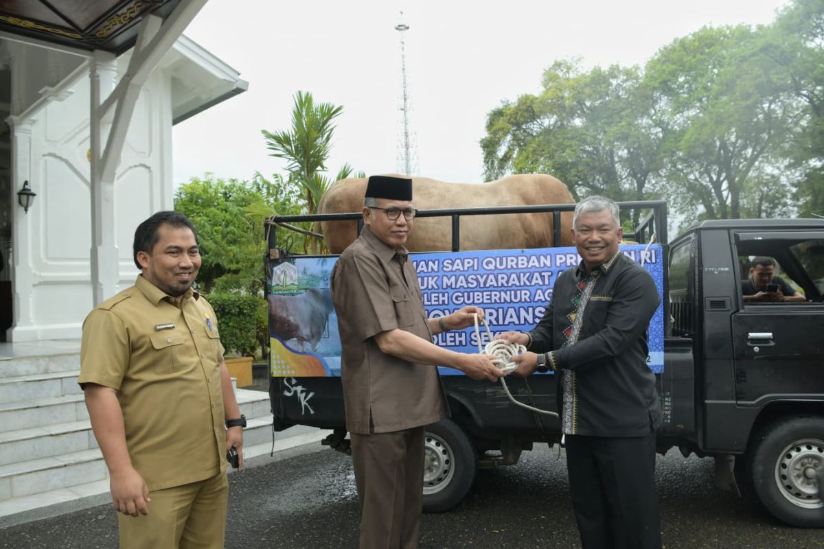 Pemprov: Presiden Jokowi berkurban sapi bobot 874 kg di Aceh Tengah