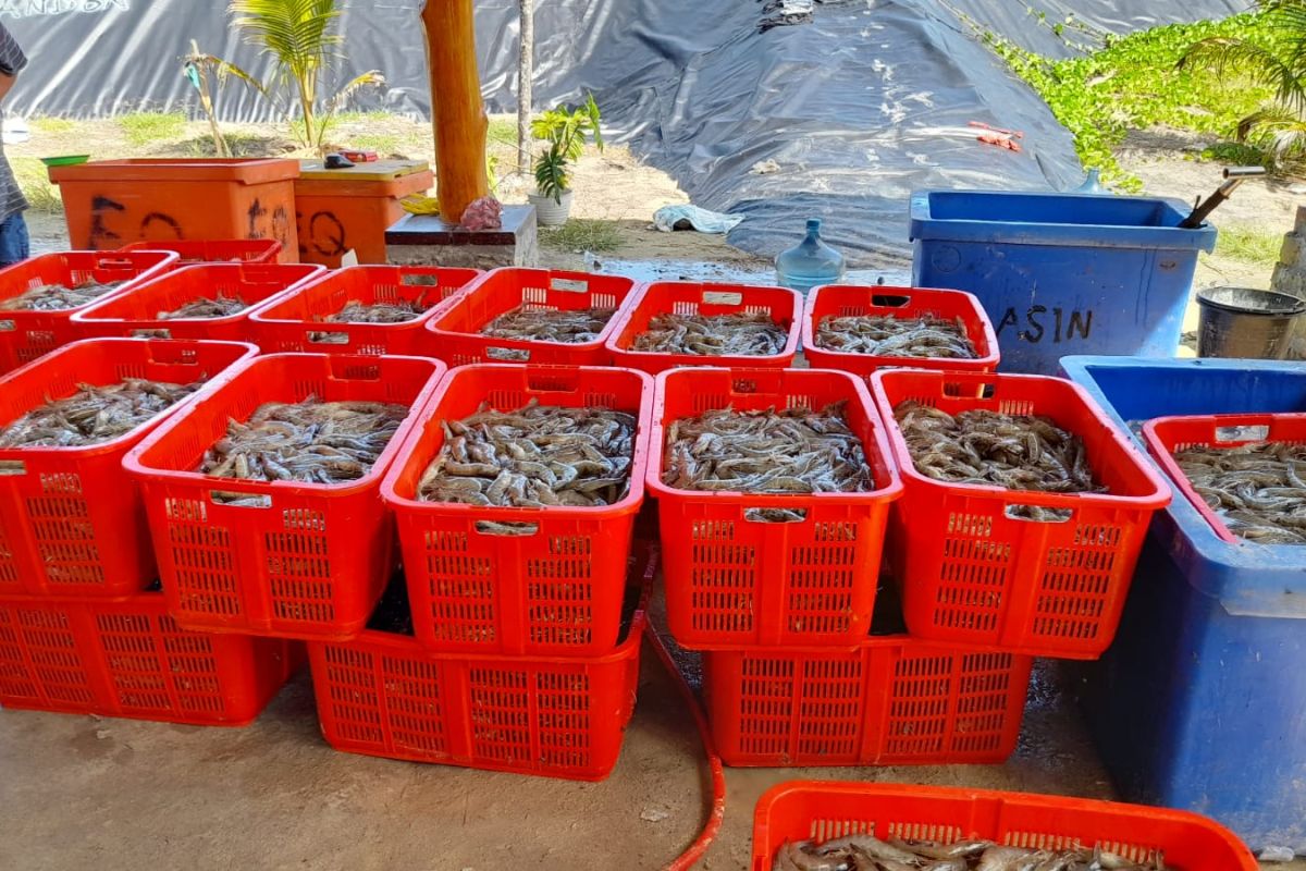 Ministry working to boost shrimp production to 2 mln tons
