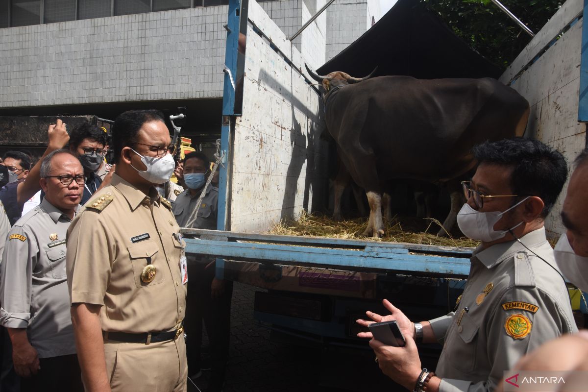 Anies apresiasi langkah cepat Kementan siapkan pangan jelang Idul Adha