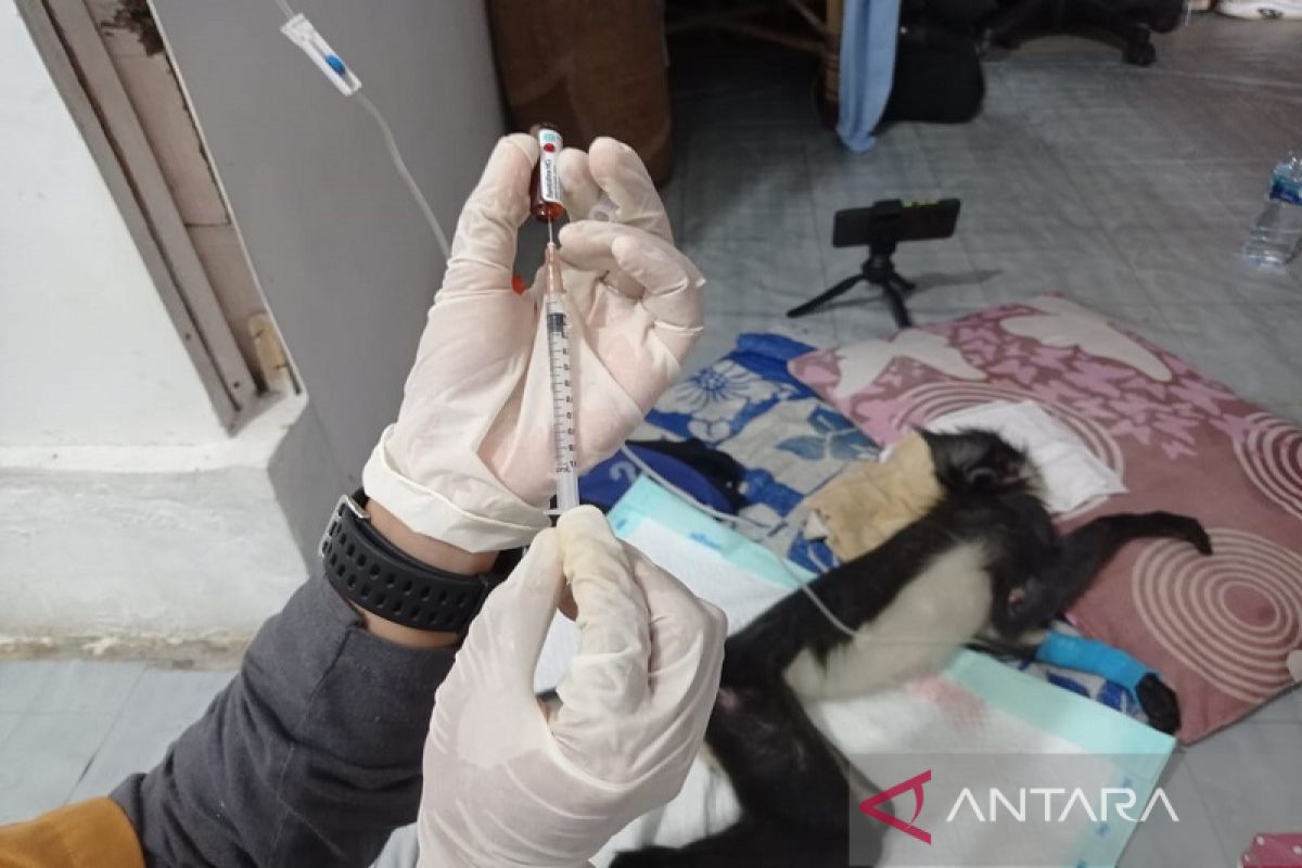 Dokter hewan sebut penyakit lutung kedih kemungkinan sembuh kecil