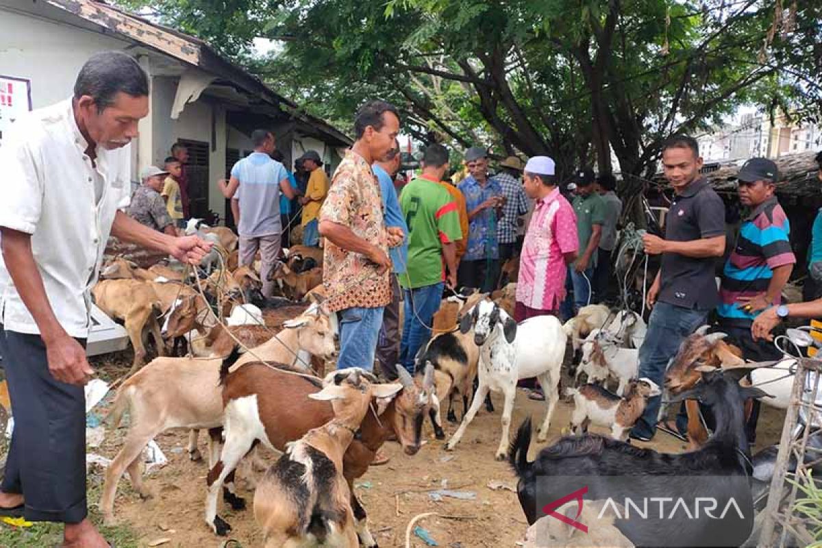 Sapi terpapar PMK, warga Aceh Timur beralih ke kambing untuk kurban