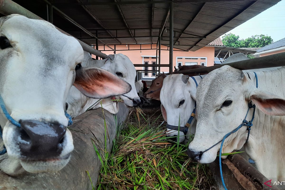 Sebanyak 10.143 ternak di Kabupaten Tangerang tersedia penuhi kebutuhan kurban