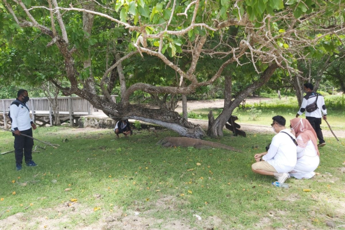 Wisatawan nusantara dominasi kunjungan ke Labuan Bajo