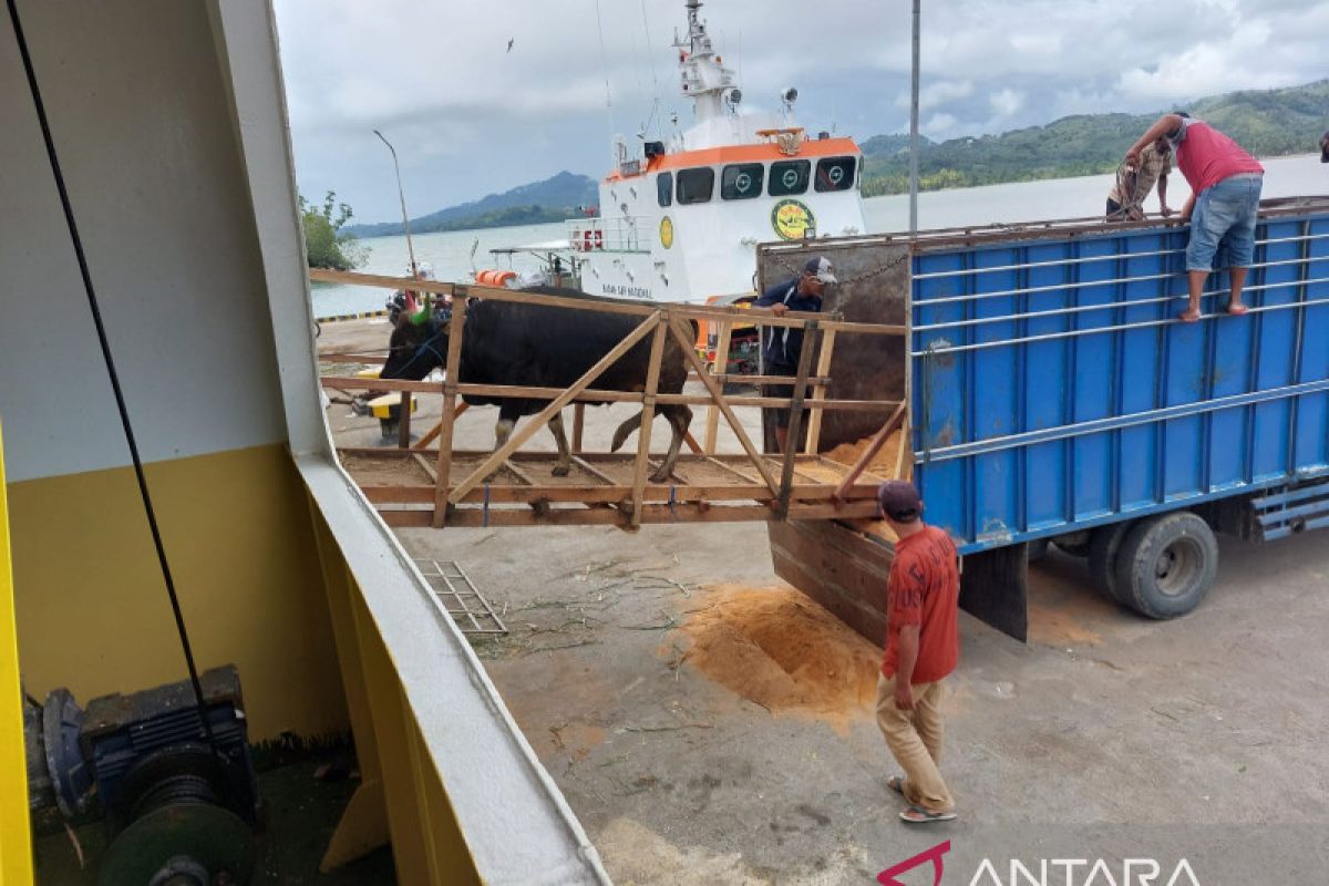 Pengiriman sapi dari Gorontalo Utara ke Tarakan tetap meningkat