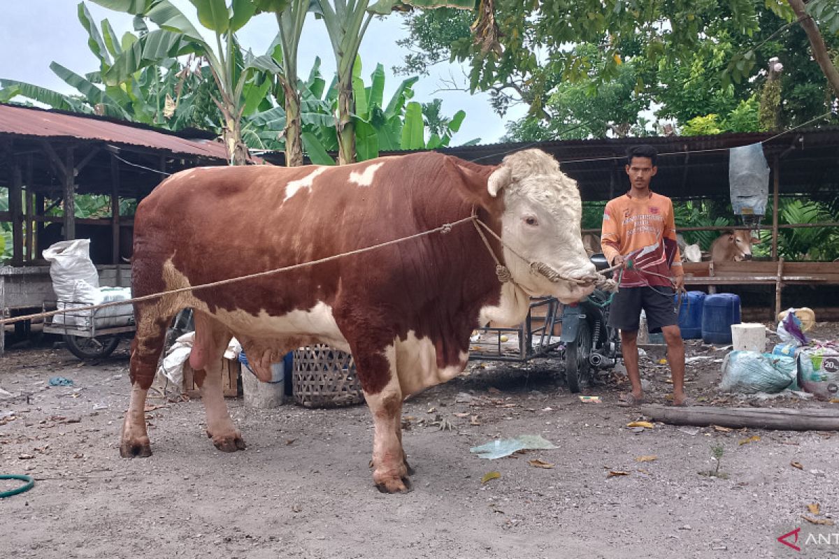 Begini penampakan sapi 814 kg pilihan Jokowi berkurban di Riau