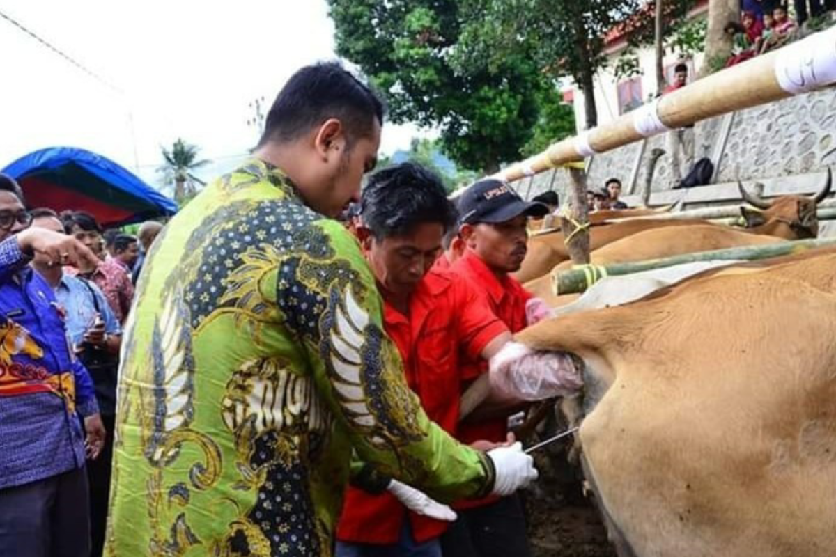 Sinjai produksi sapi limosin hingga 3.000 ekor per tahun