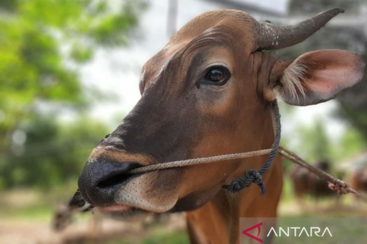 Belasan ekor sapi di Kepri terpapar penyakit mulut dan kuku