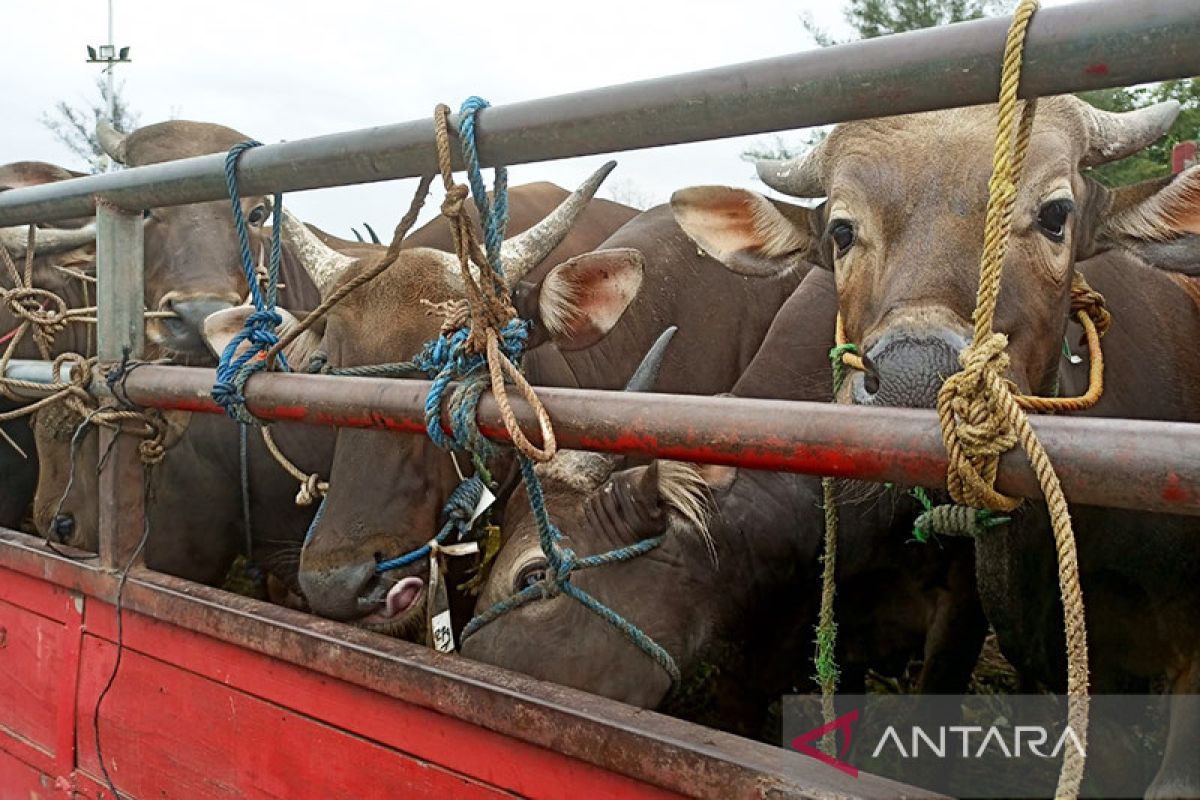 Sapi idap PMK ringan, Batam berikan sertifikat layak kurban