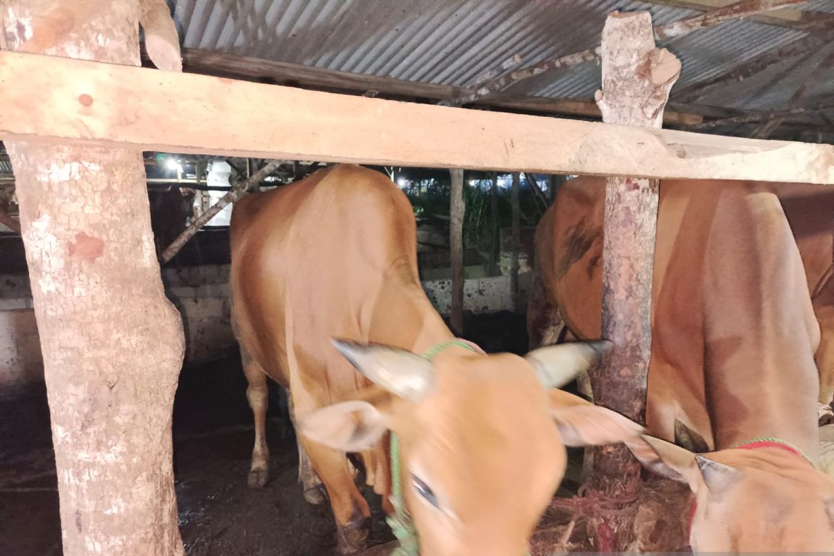 740 ekor sapi di Bangka Tengah sembuh dari PMK