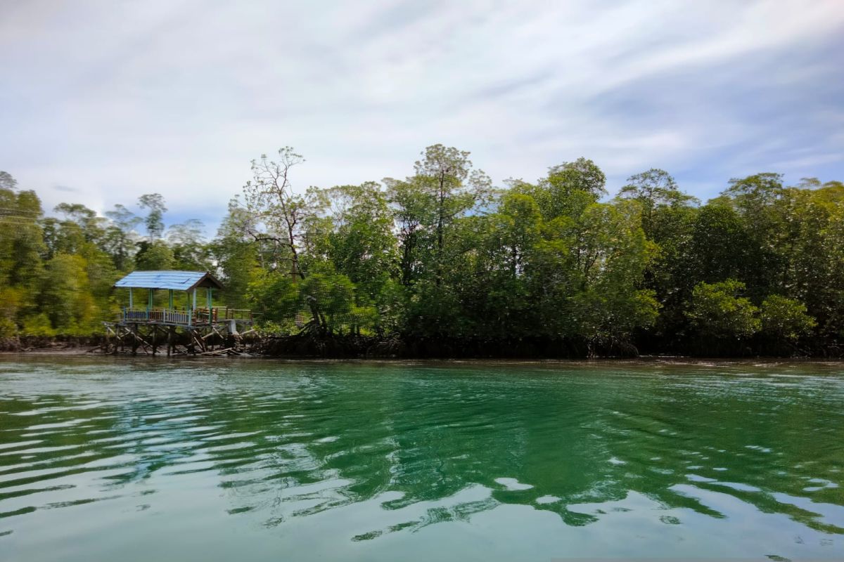 Papua Barat inisiasi kelompok kerja mangrove daerah