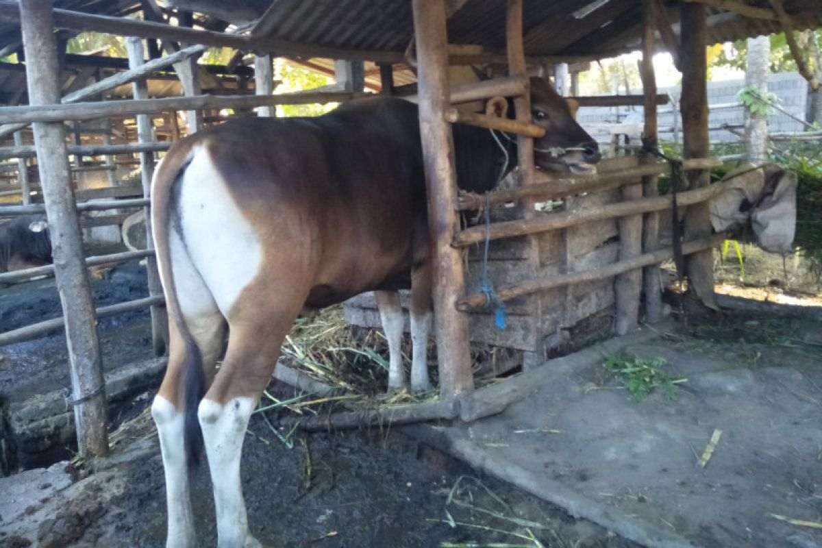 Harga daging menjelang lebaran kurban di Lombok Tengah stabil