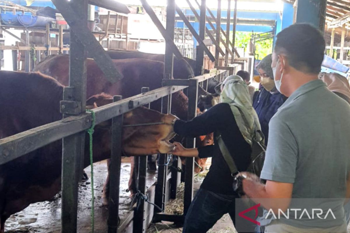 Pemkot Banjarmasin pastikan ketersedian sapi kurban tercukupi, bebas PMK