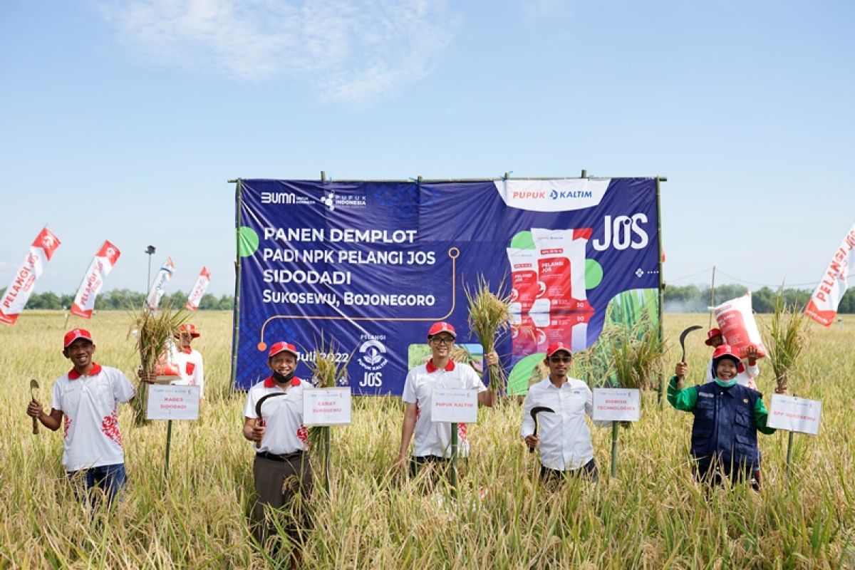 Demplot NPK Pelangi JOS PKT dorong produktivitas padi Bojonegoro naik hingga 36 persen