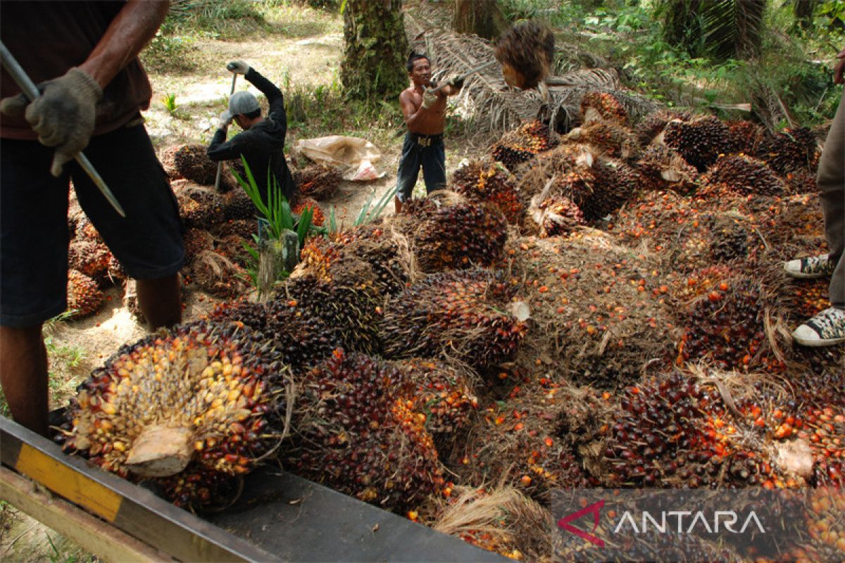 Kemenperin buka beasiswa SDM Sawit 2023