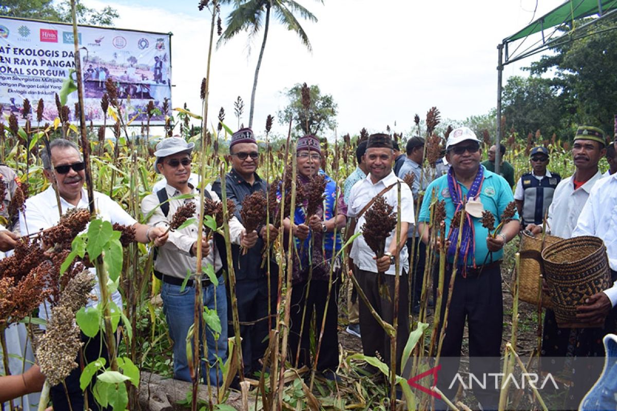 Pemkab Manggarai Timur dorong pemanfaatan sorgum untuk mandiri pangan