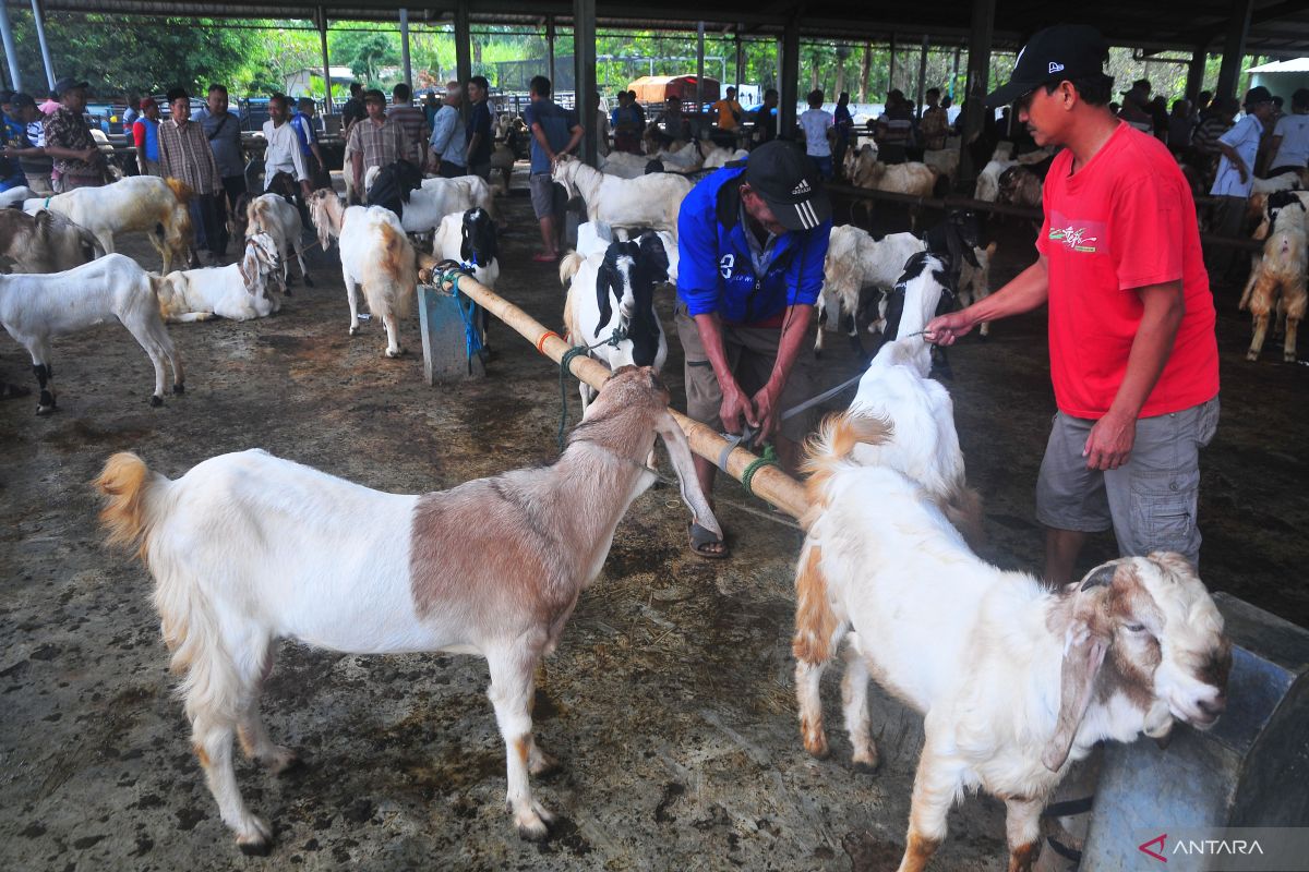 Aspek kesehatan harus jadi parameter dalam memilih hewan kurban