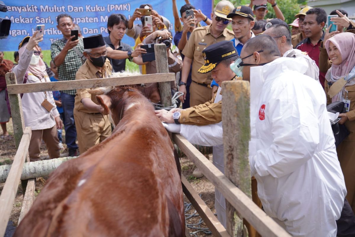 Kesembuhan hewan ternak dari PMK di Provinsi Jambi 56 persen