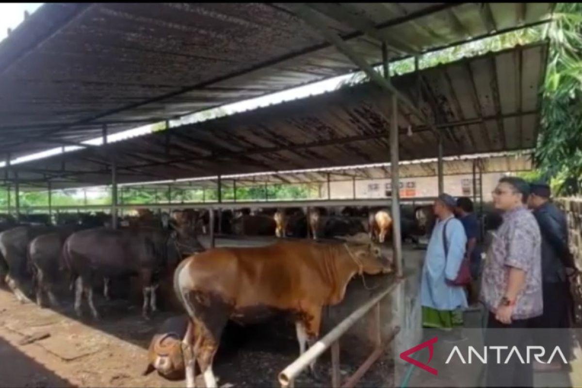 Pemkot Tanjungpinang sumbang 33 ekor hewan kurban pada Idul Adha 1443 H