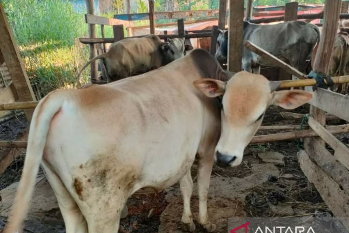 Ribuan sapi kurban di Palembang diberikan  surat keterangan sehat