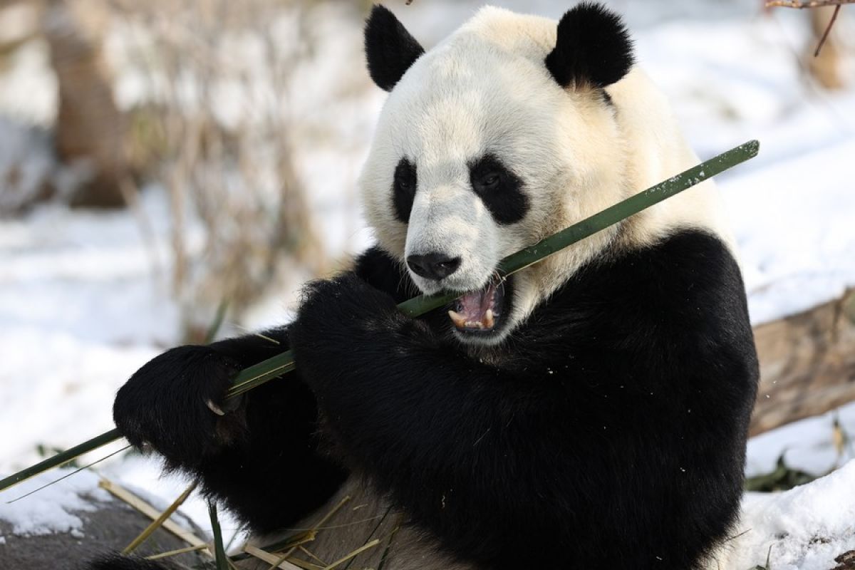 Penelitian ungkap panda raksasa makan bambu sejak 7 juta tahun lalu