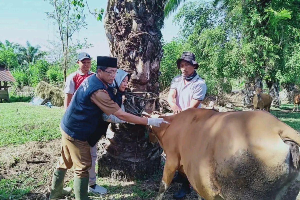 Vaksinasi PMK di Mukomuko Bengkulu tuntas 100 persen